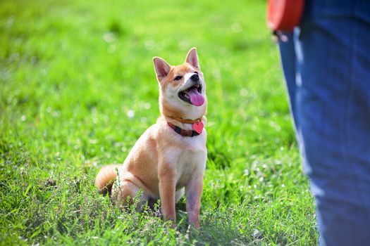 Shiba Inu pay attention to his owner at dogschool.
