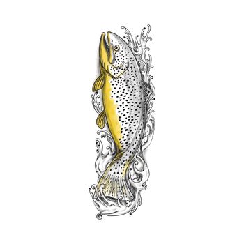 Tattoo style illustration of a brown trout fish swimming up on a turbulent water viewed from the side set on isolated white background. 