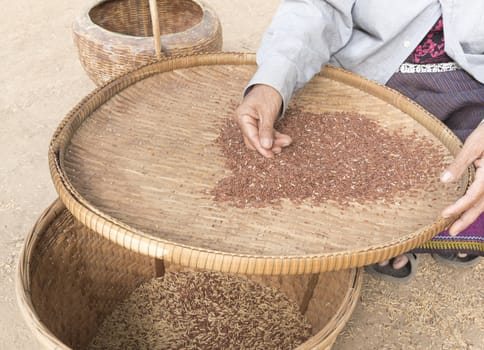 Farmers sit sorting and grain of rice apart.