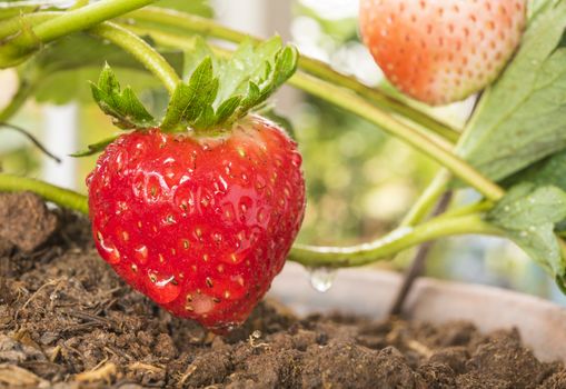 Strawberry on the trees in the garden.