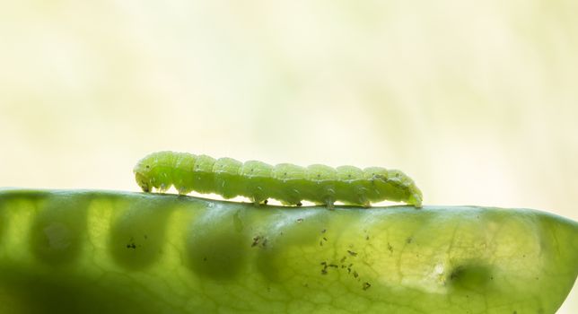 Green worms climb the beanstalk and a backdrop of natural light.