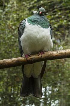 The bird in the Zoo. New Zealand