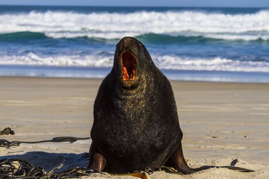 Fur seal on the beach of the sea. New Zealand