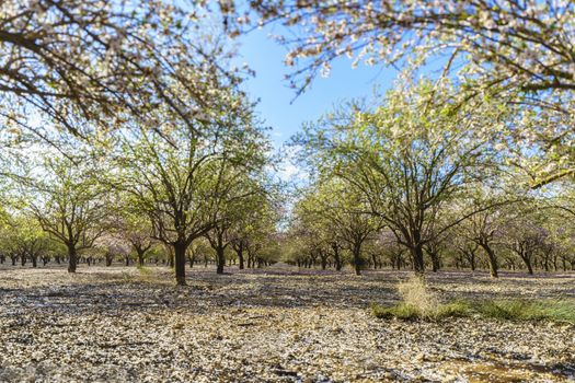 Agricultural landscape, a garden with flowering fruit trees