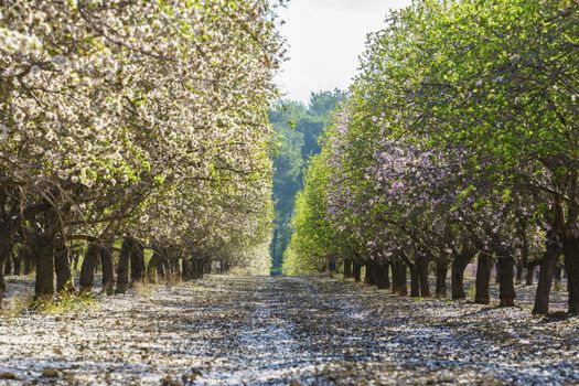 Agricultural landscape, a garden with flowering fruit trees