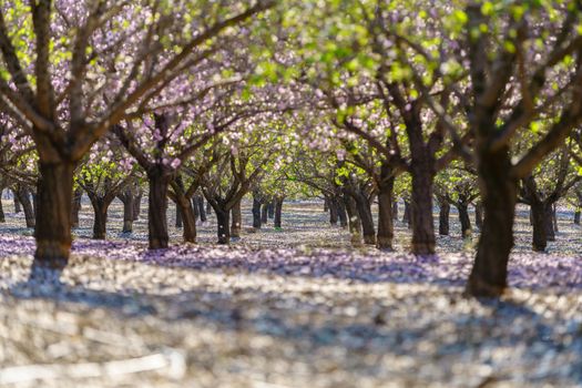 Agricultural landscape, a garden with flowering fruit trees