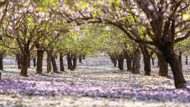 Agricultural landscape, a garden with flowering fruit trees