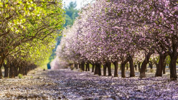 Agricultural landscape, a garden with flowering fruit trees