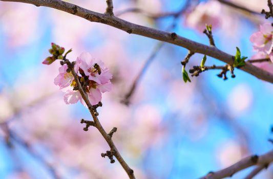 Blossoming peach tree branch close-up against the sky