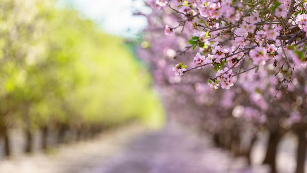 Agricultural landscape, a garden with flowering fruit trees