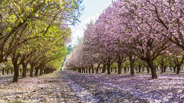 Agricultural landscape, a garden with flowering fruit trees