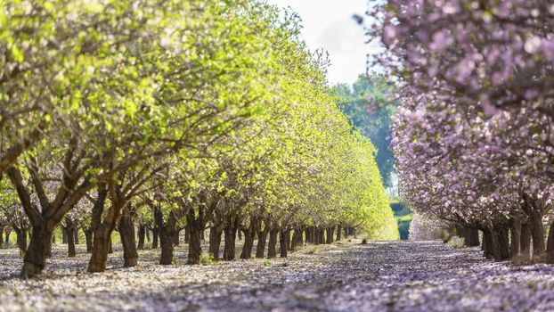 Agricultural landscape, a garden with flowering fruit trees