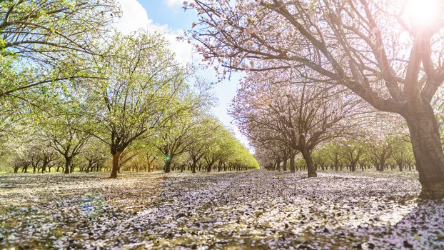 Agricultural landscape, a garden with flowering fruit trees