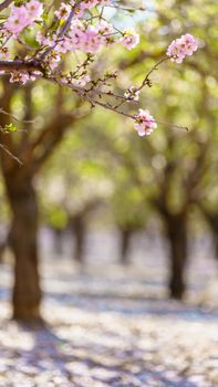 Blossoming peach tree branch close-up 