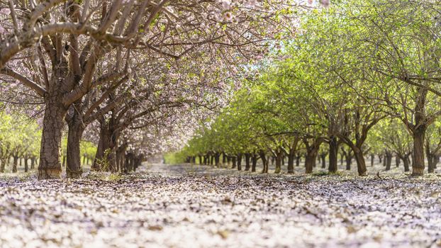Agricultural landscape, a garden with flowering fruit trees