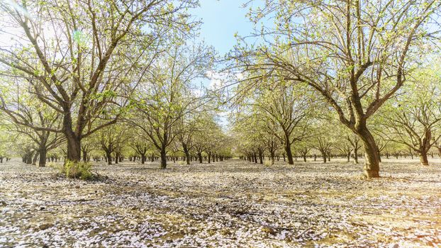 Agricultural landscape, a garden with flowering fruit trees