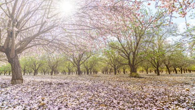 Agricultural landscape, a garden with flowering fruit trees