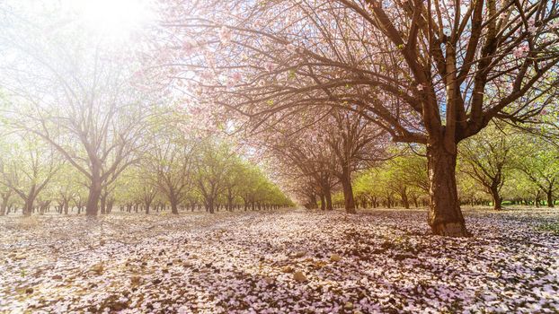Agricultural landscape, a garden with flowering fruit trees