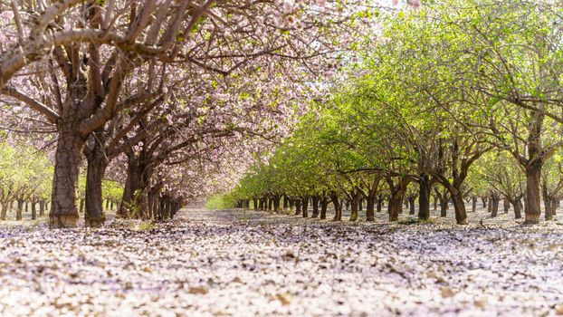 Agricultural landscape, a garden with flowering fruit trees