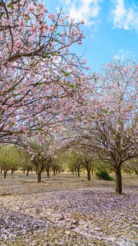 Agricultural landscape, a garden with flowering fruit trees
