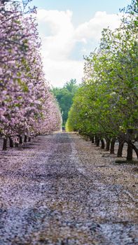 Agricultural landscape, a garden with flowering fruit trees