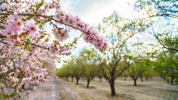 Agricultural landscape, a garden with flowering fruit trees