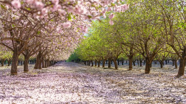 Agricultural landscape, a garden with flowering fruit trees