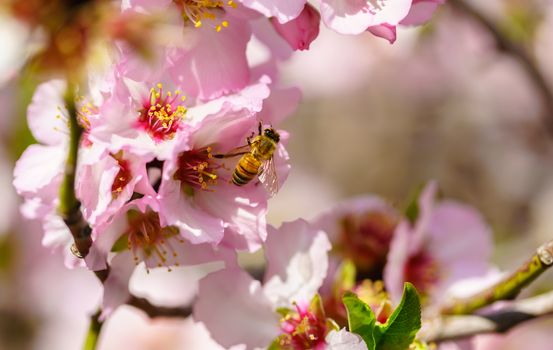 Blossoming peach tree branch close-up 
