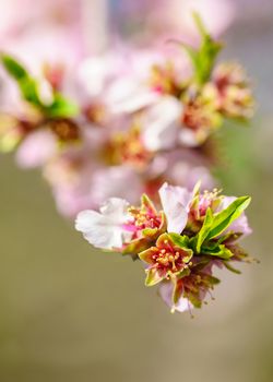 Blossoming peach tree branch close-up 