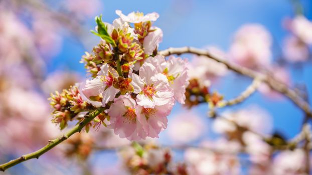 Blossoming peach tree branch close-up against the sky
