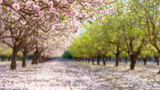 Agricultural landscape, a garden with flowering fruit trees
