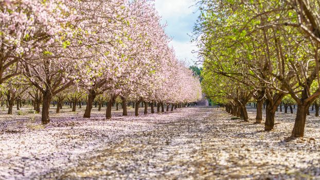 Agricultural landscape, a garden with flowering fruit trees