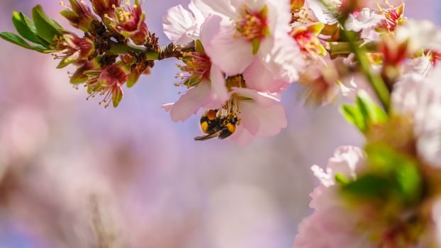 Blossoming peach tree branch close-up