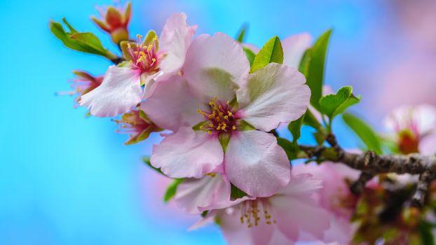 Blossoming peach tree branch close-up against the sky