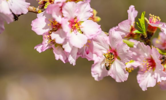 Blossoming peach tree branch close-up