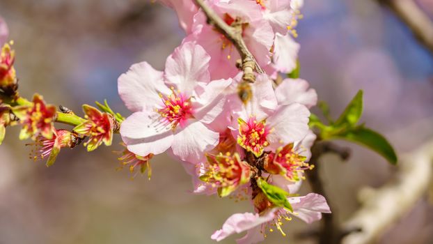 Blossoming peach tree branch close-up
