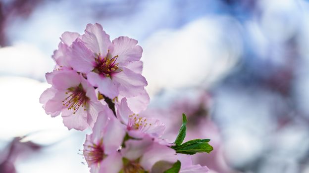 Blossoming peach tree branch close-up