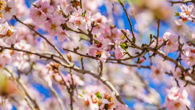 Blossoming peach tree branch close-up