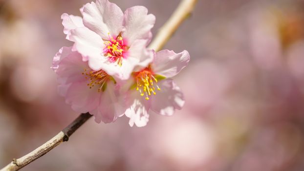 Blossoming peach tree branch close-up