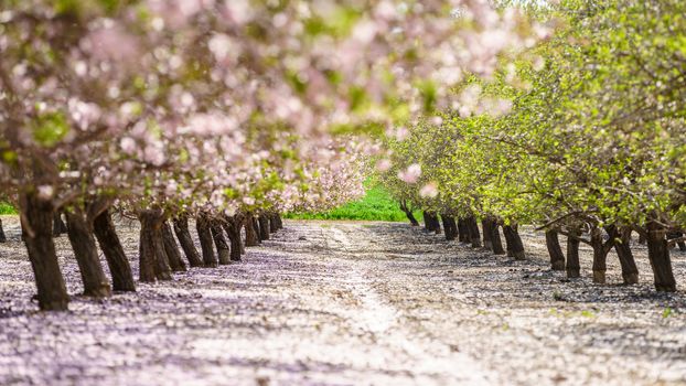 Agricultural landscape, a garden with flowering fruit trees