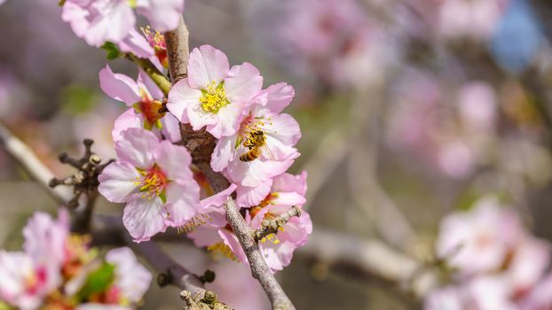Blossoming peach tree branch close-up