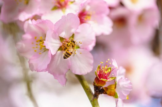 Blossoming peach tree branch close-up