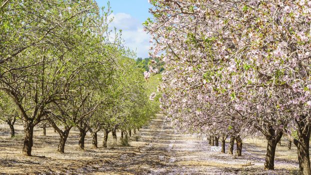 Agricultural landscape, a garden with flowering fruit trees