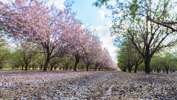 Agricultural landscape, a garden with flowering fruit trees