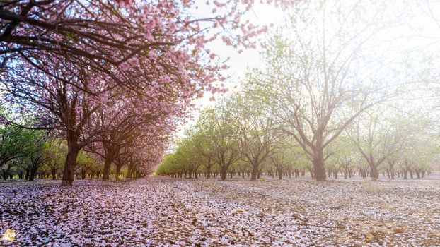 Agricultural landscape, a garden with flowering fruit trees
