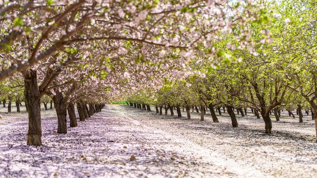 Agricultural landscape, a garden with flowering fruit trees