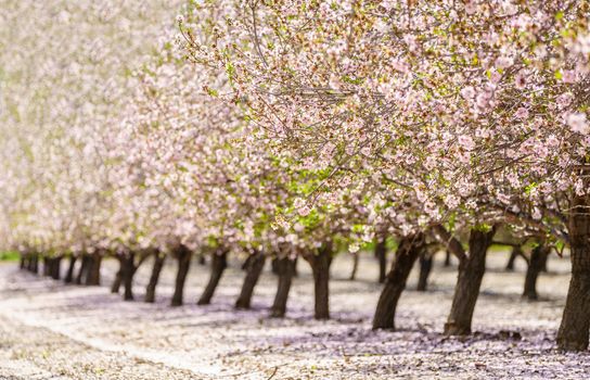 Agricultural landscape, a garden with flowering fruit trees