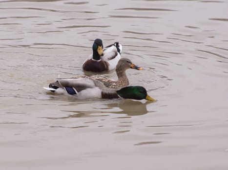 Wild ducks (Anas platyrhynchos) on the river.  