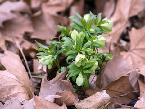 Flower hellebore (Helleborus abruzzicus) in forest leaf litter. 