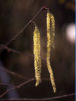 European hazel (Corylus avellana) flower in late winter.